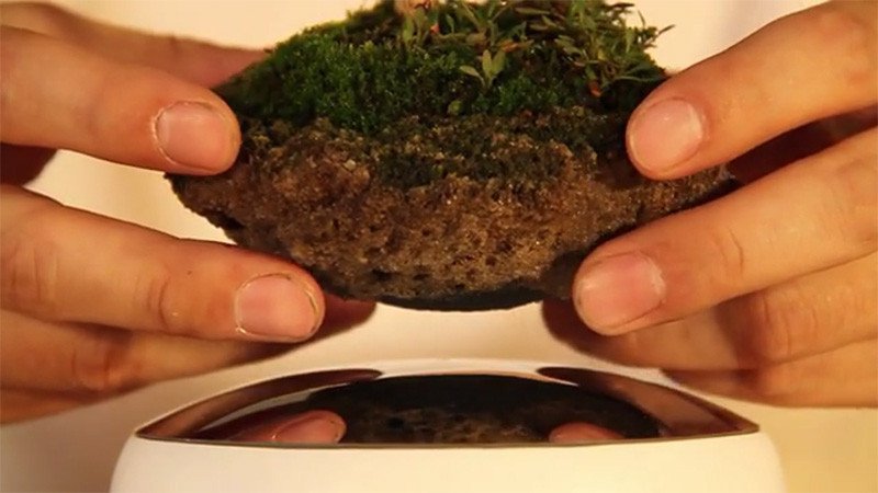 bonsai 4
