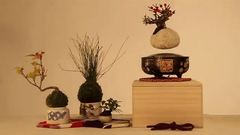 bonsai új
